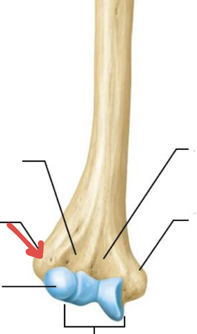 <p>what is this part of the humerus?</p>