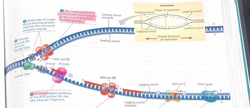 <p>Explain this image</p>