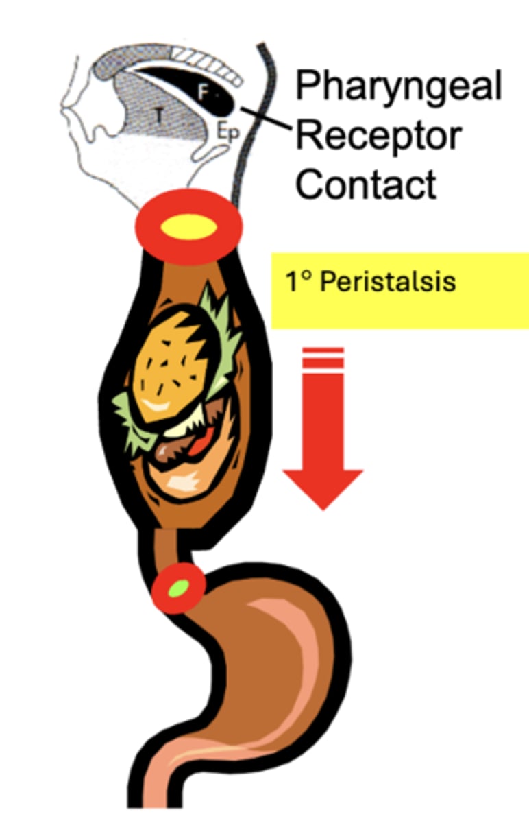 <p>propulsive aborad contractile wave within the body of the esophagus</p><p>- initiated through Pharyngeal Receptor Contact</p><p>- functions to propel newly entering boluses of material down the esophagus towards the stomach </p><p>- initiated by swallowing (food bolus, fluid, saliva, etc.)</p>