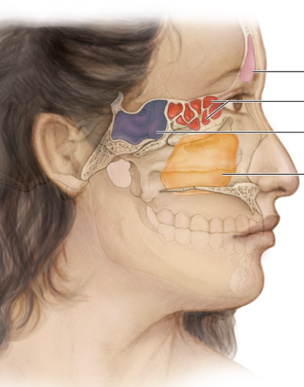 <p>Find the ethmoidal sinuses</p>