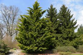 <p>Leyland Cypress</p>