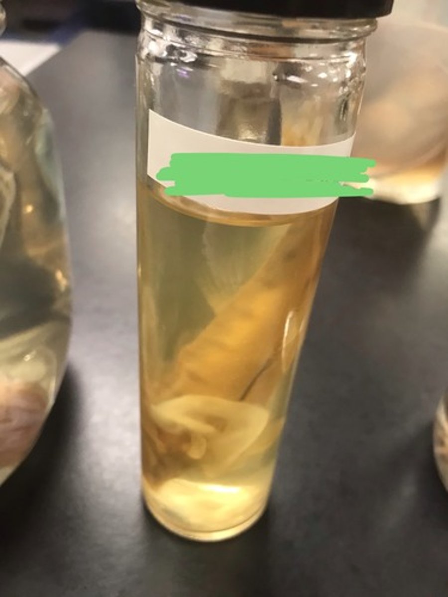 <p>For the following specimen(s), give the entire taxonomy and the name of the specimen(s)</p>