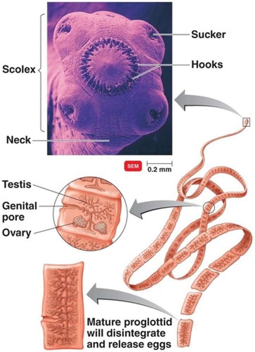 <p>Tapeworms:</p><p>•Have anterior region with modifications for attachment to intestinal wall of host (scolex)</p><p>• Body - Long series of proglottids</p><p>Each segment contains a full set of male and female sex organs</p><p>Self-fertilize</p><p>Complicated life cycles</p>