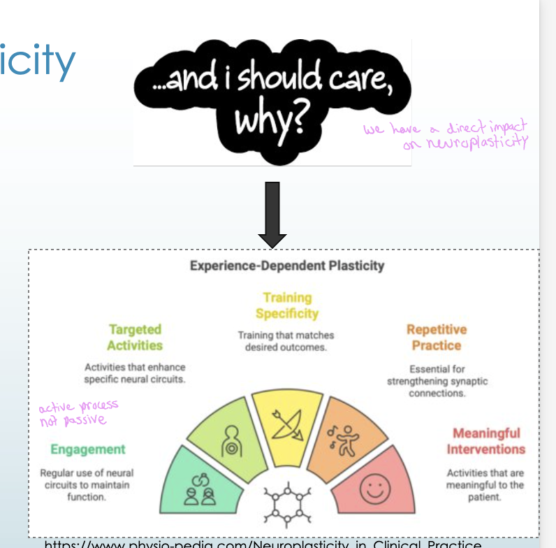 <ul><li><p class="Paragraph WhiteSpaceCollapse SCXP71252950 BCX0" style="text-align: left;"><span><span>Redistribution of cortical mapping</span></span><span style="line-height: 0px;"><span>​</span></span></p></li><li><p class="Paragraph WhiteSpaceCollapse SCXP71252950 BCX0" style="text-align: left;"><span><span>Alterations of neural networks</span></span><span style="line-height: 0px;"><span>​</span></span></p><ul><li><p class="Paragraph WhiteSpaceCollapse SCXP71252950 BCX0" style="text-align: left;"><span><span>Neurotransmitters</span></span><span style="line-height: 0px;"><span>​</span></span></p></li><li><p class="Paragraph WhiteSpaceCollapse SCXP71252950 BCX0" style="text-align: left;"><span><span>Individual synapses</span></span><span style="line-height: 0px;"><span>​</span></span></p></li><li><p class="Paragraph WhiteSpaceCollapse SCXP71252950 BCX0" style="text-align: left;"><span><span>Receptors</span></span></p></li></ul></li></ul><p></p>