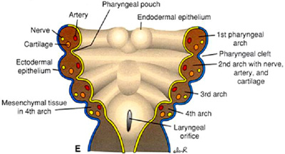 <p>Pharyngeal arches are paired tissue structures in the <u>embryo </u>that give rise to parts of the skeleton, muscles, nerves, and blood vessels of the head and neck. In fishes, they form gills; in jawed vertebrates, the first two arches become the jaws and hyoid.<br>-found between adjacent pharyngeal pouches/slits<br>-Usually <strong>7 pairs</strong><br>-Each Arch Has 4 Components</p><ol><li><p><strong>Skeletal element</strong> → forms the <strong>pharyngeal/visceral skeleton</strong> (cartilage or bone).</p></li><li><p><strong>Muscle</strong> → <strong>branchiomeric muscles</strong> (skeletal muscle for moving the arches).</p></li><li><p><strong>Cranial nerve branch</strong> → motor + sensory innervation. (Cranial nerves <strong>V, VII, IX, X</strong>).</p></li><li><p><strong>Blood vessel (aortic arch)</strong> → links dorsal and ventral aorta.</p></li></ol><p></p>