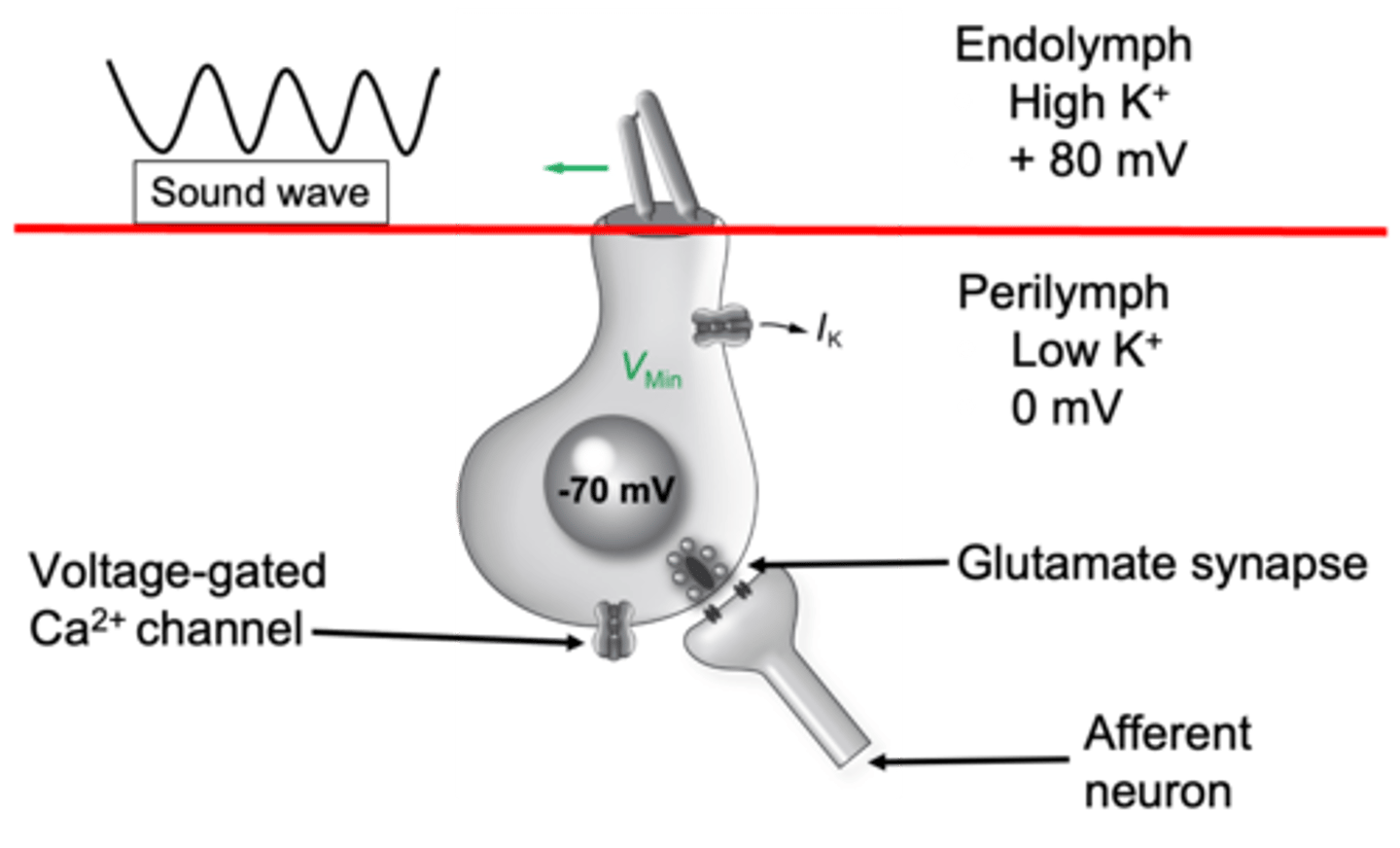 <p>When the sound wave pushes this way, the tip link is ___________ which _______ the channel and so potassium cant come in, if potassium cant come in then your cell becomes _________________ (becomes more negative) that means the voltage gated calcium channels are ___________ which means _____________ isn't released which means your afferent neurone isn't stimulated and won't produce an _______ ____________</p>