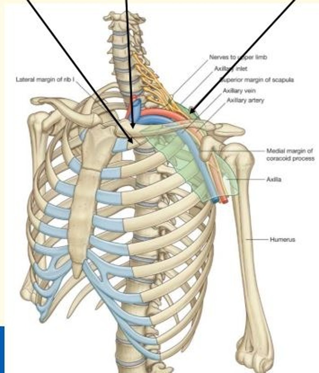 <p>- Over rib 1</p><p>- Under clavicle</p><p>- Through the axillary inlet</p>