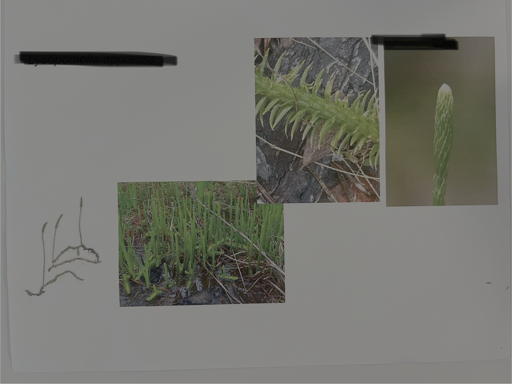 <p>Southern Bog Clubmoss</p>