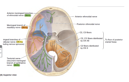 <ul><li><p><strong>Dura is pain sensitive. Source for headaches. </strong></p></li><li><p>Anterior meningeal branches of ethmoid nerves (CN V1) – anterior cranial fossa, anterior falx cerebri</p></li><li><p>Meningeal branches of maxillary (CN V2) – anterior and middle cranial fossa</p></li><li><p>Meningeal branches of mandibular (CN V3) – anterior and middle cranial fossa</p></li><li><p>Tentorial nerve (branch of CN V1) – roof of posterior cranial fossa and posterior part of falx cerebri</p></li><li><p>Nerves from C2 and C3 (via spinal nerves, vagus nerve (CN X) or hypoglossal nerve (CN XII) – floor of posterior cranial fossa. Pain in the posterior floor can cause refered pain behind the ears or back of the neck</p></li></ul>