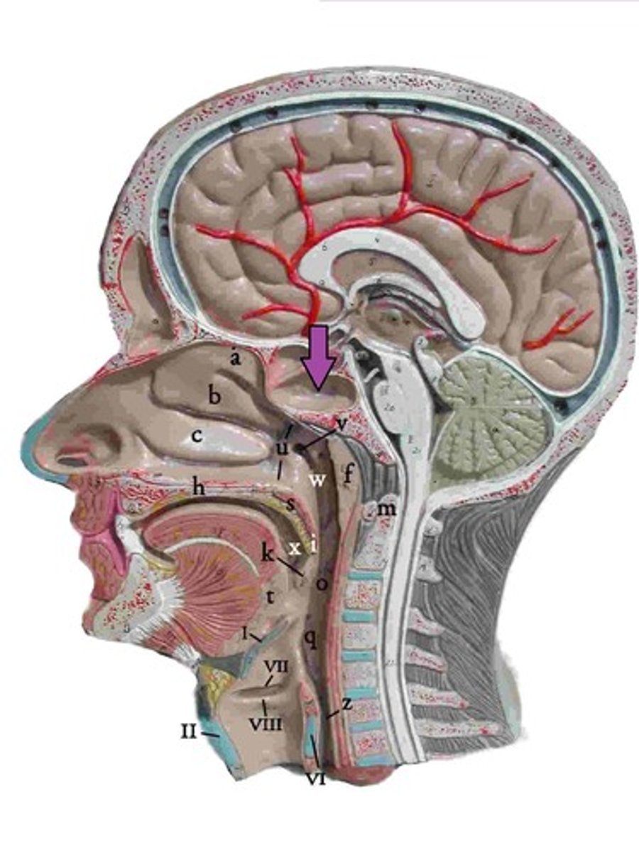 <p>ID bony features</p>