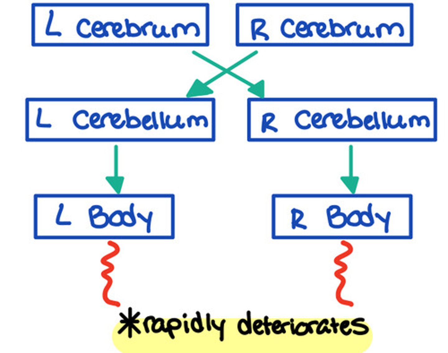 <p>- Damage to the cerebellum or to the neural tracts that connect the cerebellum to the rest of the CNS</p><p>- Each cerebral hemisphere is connected to the opposite thalamus and the cerebral hemisphere</p><p>- Each cerebellar hemisphere helps control movement on the ipsilateral of the body</p>
