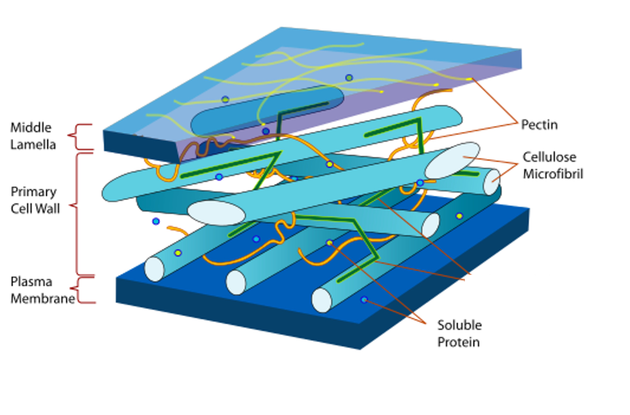 <p><span>•Surrounds entire cell giving it a regular shape.</span></p><p><span style="color: rgb(0, 0, 0)"> </span><span>strength,</span><span style="color: rgb(0, 0, 0)"> </span><span>support</span><span style="color: rgb(0, 0, 0)">.</span></p><p><span>•It is </span><span style="color: rgb(255, 108, 45)">freely permeable </span><span>and does not control what comes in and out of the cell, this is the job of the cell membrane.</span></p><p><span>•It is made up of a few layers, the </span><span style="color: rgb(255, 108, 45)">middle lamella </span><span>which contains </span><span style="color: rgb(255, 108, 45)">pectin </span><span>and the </span><span style="color: rgb(255, 108, 45)">cellulose microfibrils</span><span>.</span></p><p><span>•Plant cells can be linked together by gaps in the cell walls called </span><span style="color: rgb(255, 108, 45)">plasmodesmata</span><span>.</span></p><img src="blob:null/df41445f-4088-4f5f-826f-f3dedc9e5179">