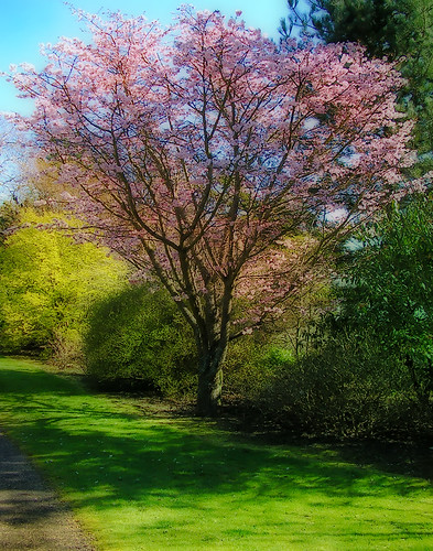 spring