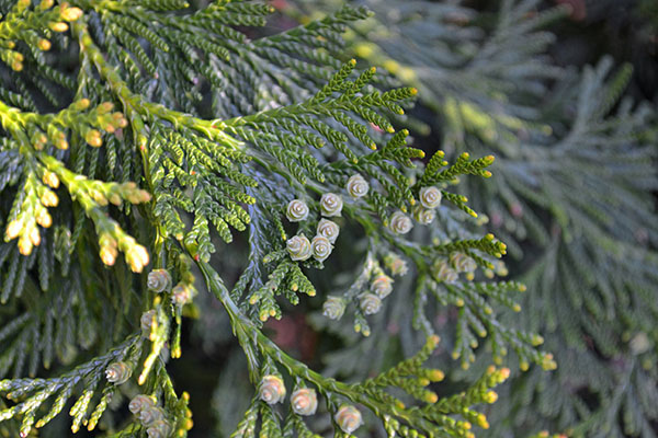 evergreen trees or shrubs with small scaly leavea and separate male and female cones, typically woody or leathery
-ex: juniperus spp, taxodium spp, cryptomeria japonica
