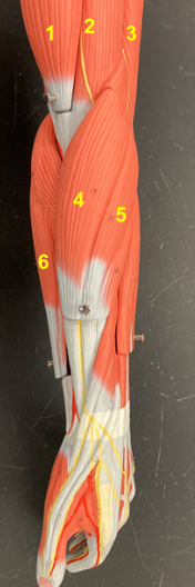 <p>What is the muscle indicated by the yellow 6?</p>
