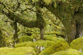 <p>They grow directly on trees!<br><br>Epiphytes (are non-parasitic) plants that grow high on tree branches to maximize their light exposure; They absorb nutrients from the water or air, and so they don’t compete with trees for the soil. </p><p>An example of an Epiphyte is moss, which absorbs both water and nutrients from the bark of a tree.</p>