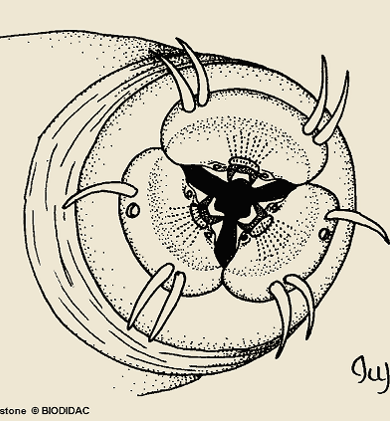 Movement, teeth in some, and sheer numbers in reproduction help to protect perpetuation