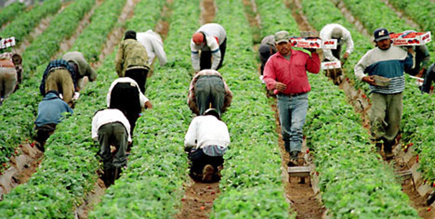 <p>people, typically farmers, who move from place to place to harvest fruits and vegetables</p>