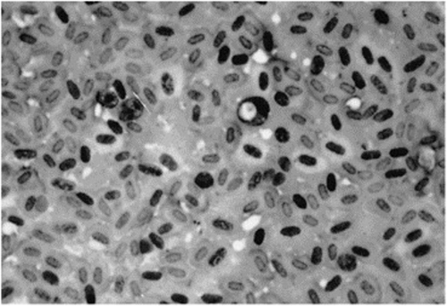 <p>Atoxoplasma serini is a Coccidia seen in rabbits. The genus of this protozoan has been</p><p>changed to:</p>