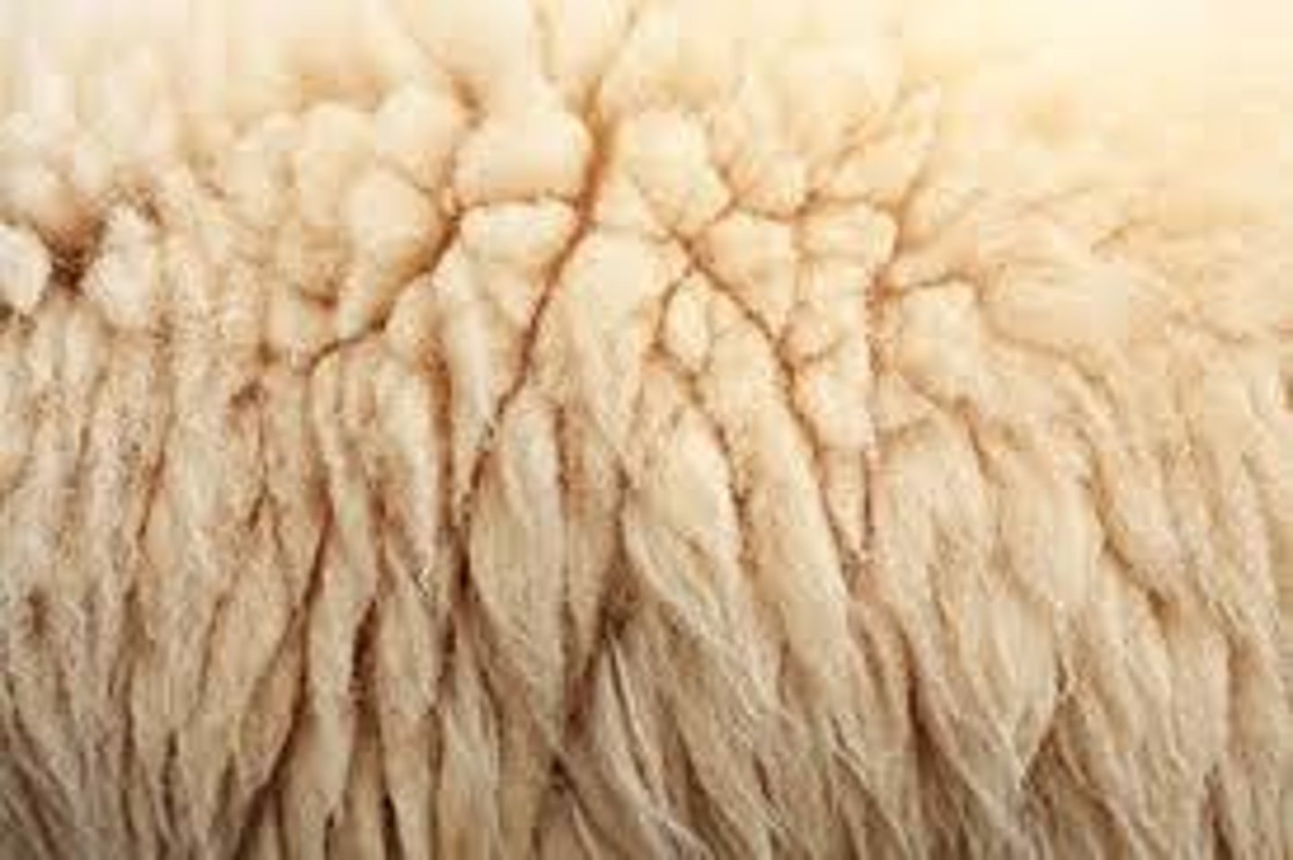 <p>wool</p>