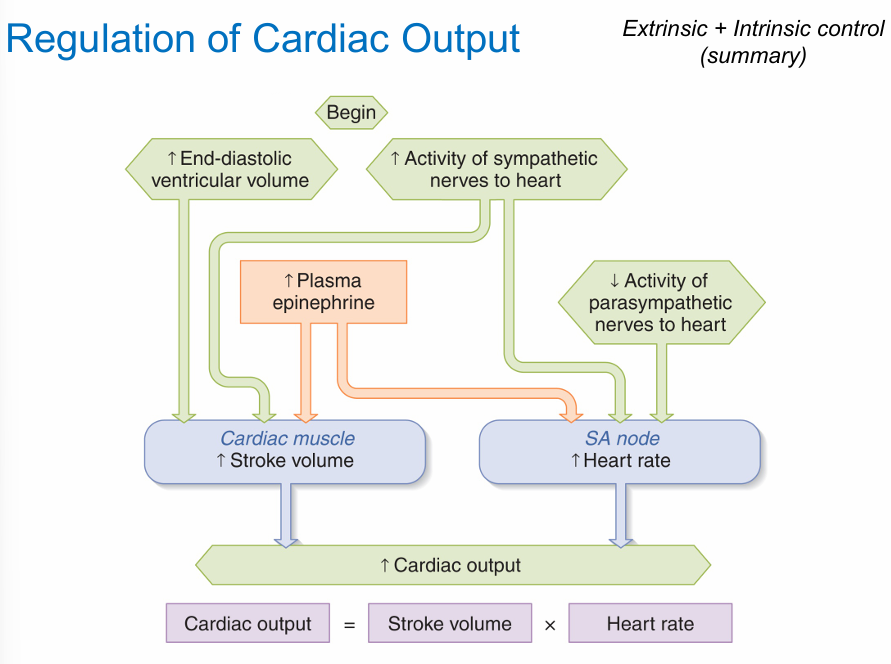 <p>extrinsic + intrinsic control (summary)</p>