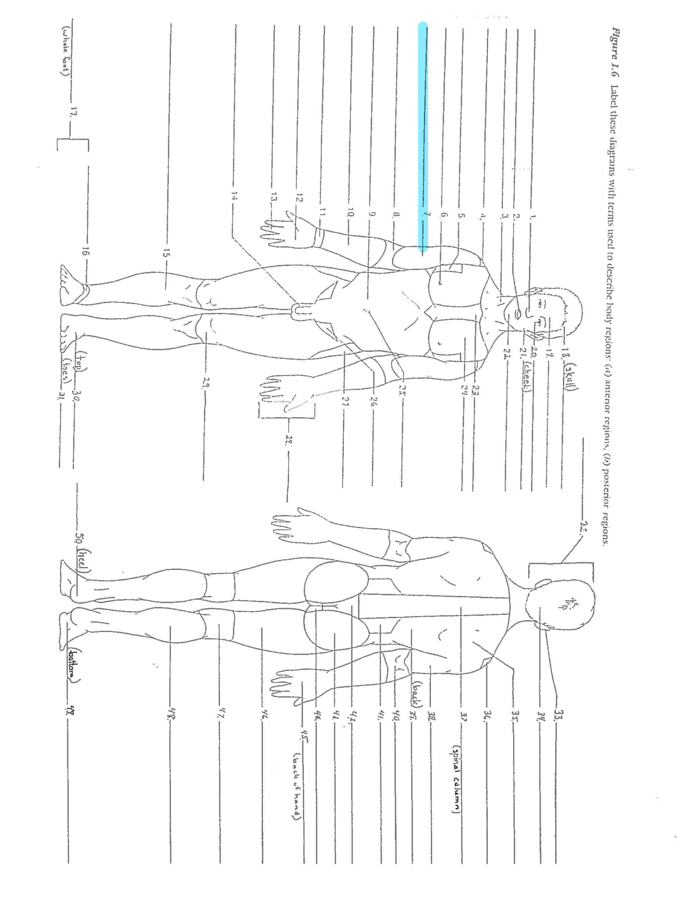 <p>Line 7</p>