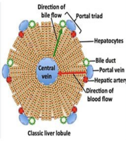 <p>Portal vein; hepatic artery; bile duct </p>
