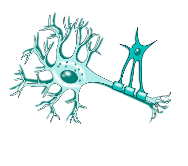 <p>They maintain the generation of the myelin sheath.  </p>