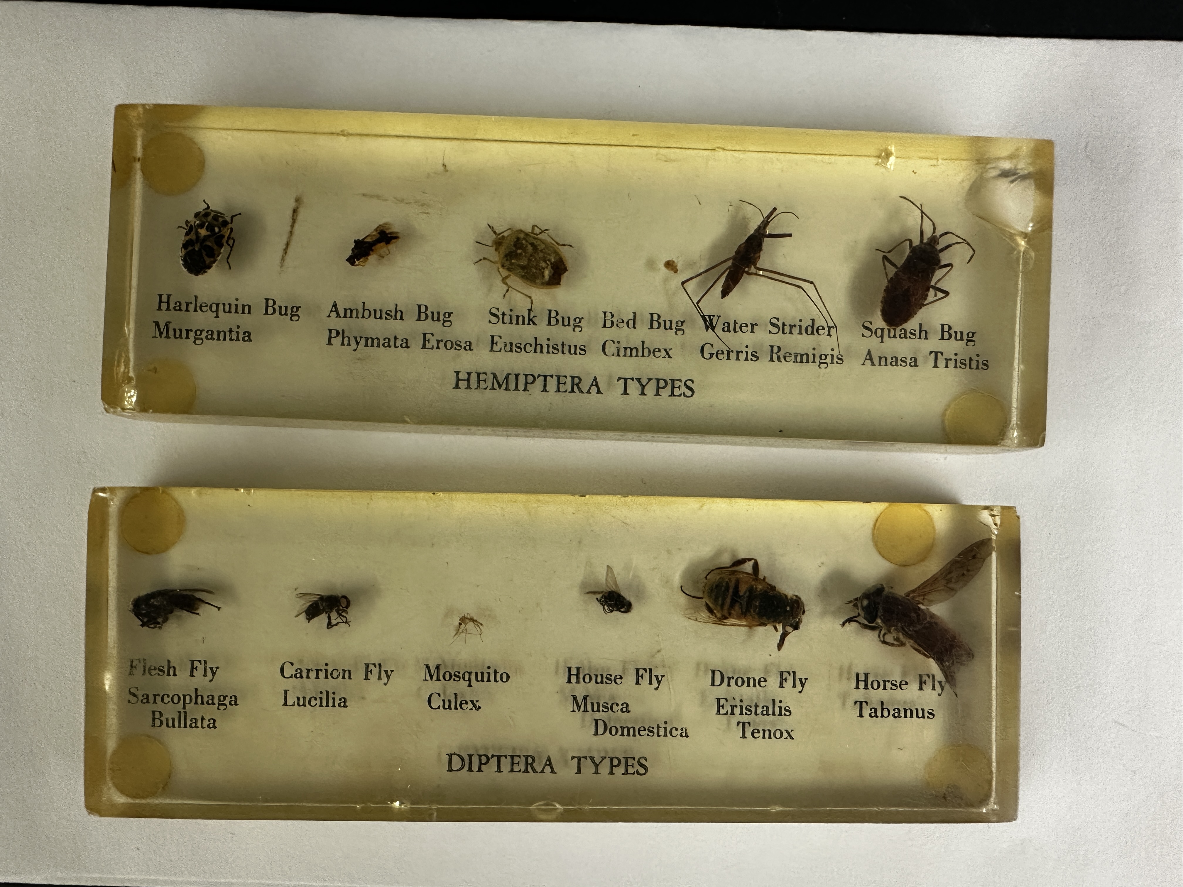 <p>Identify (Grouping(s), Phylum, Subphylum)</p>