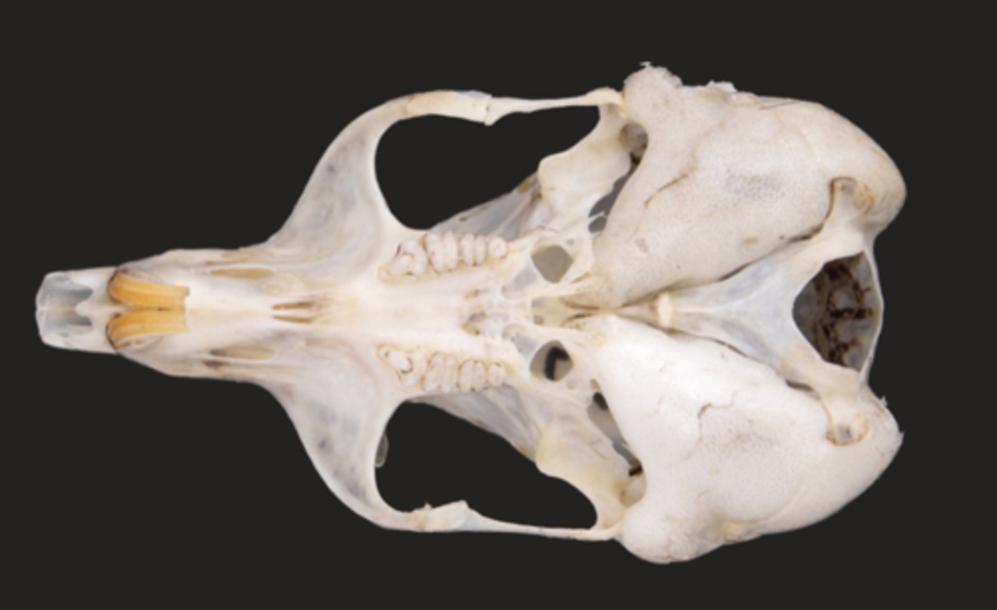 <p>Genus</p><p>-interparietal equal to foramen magnum</p>