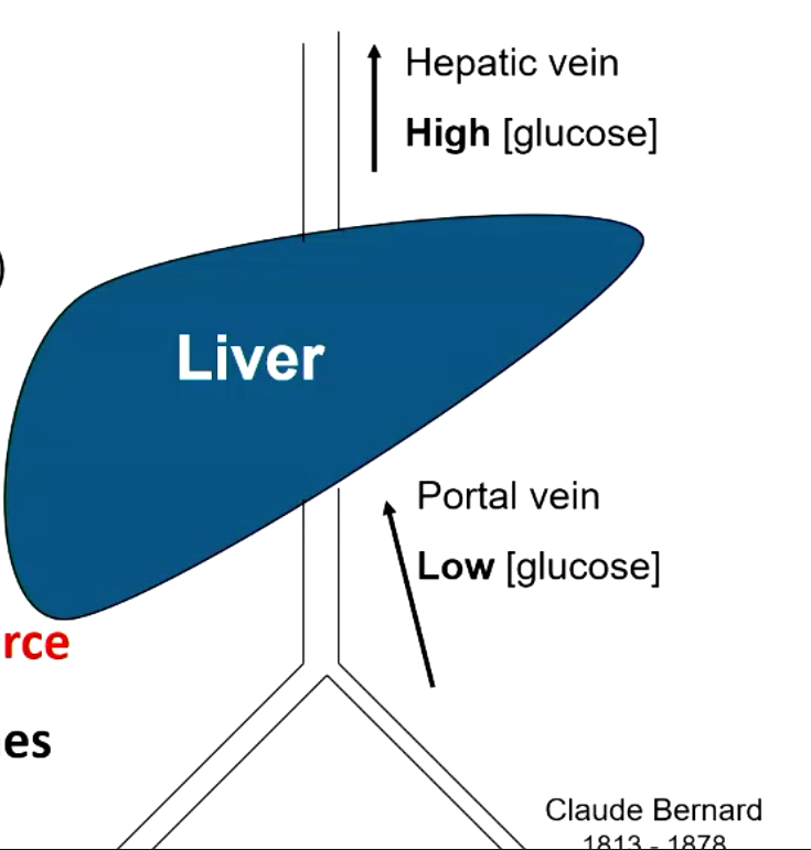 <p>his dogs do not eat carbs so blood entering liver had low glucose concentration while blood leaving liver had high glucose concentration </p><p>proved that liver is major source of glucose</p>