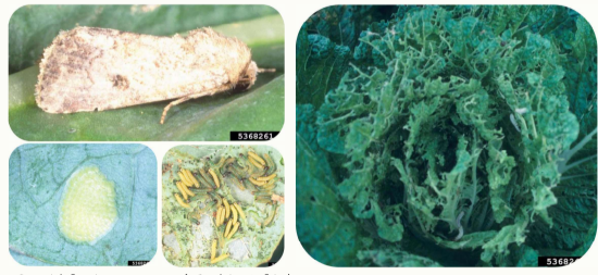 <p>Common name:</p><p>Scientific name:</p>