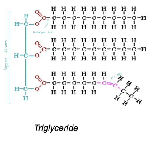 <ul><li><p>Glycerol backbone </p></li><li><p>carboxylate ester </p></li><li><p>hydrocarbon side chain </p></li><li><p>different fatty acids</p></li><li><p>FAs can have different side chain lengths. </p></li><li><p>FAs can have saturated side chains. </p></li><li><p>FAs can have unsaturated side chains. </p></li><li><p>fuel </p></li><li><p>aid absorption of fat-soluble vitamins </p></li></ul><p></p>