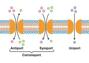 <p>This is a type of facilitated diffusion when two substances are simultaneously transported across a membrane by a carrier protein. e.g. in kidneys glucose and sodium and transported together in the same direction.</p>
