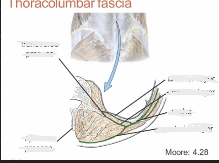 <p>Label the diagram of the thoraculmar fascia?</p>