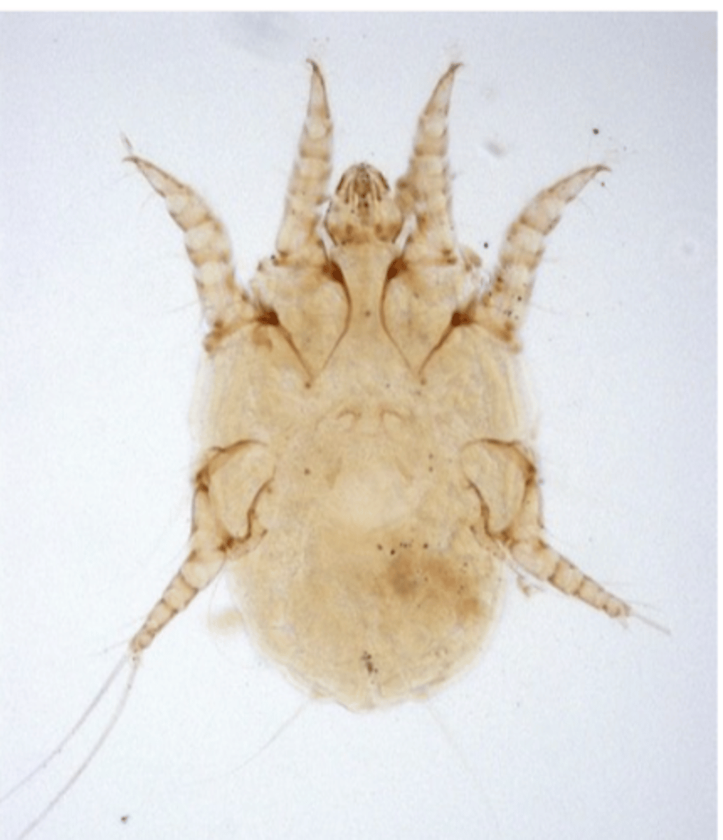 <p>Treat affected animals and all in-contact dogs and cats (inapparent carriers might exist);</p><p>Cleaning of the house/place where animals spend most of the time is</p><p>recommended</p><p>a) Topical otic acaricidal treatments are usually sufficient:</p><p>• Macrocyclic lactones</p><p>b) Systemic treatments: MLs, Isoxazolines, Bispyrazoles</p>