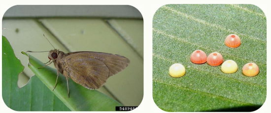 <p>Common name: </p><p>Scientific name:</p><p>Damage:</p>