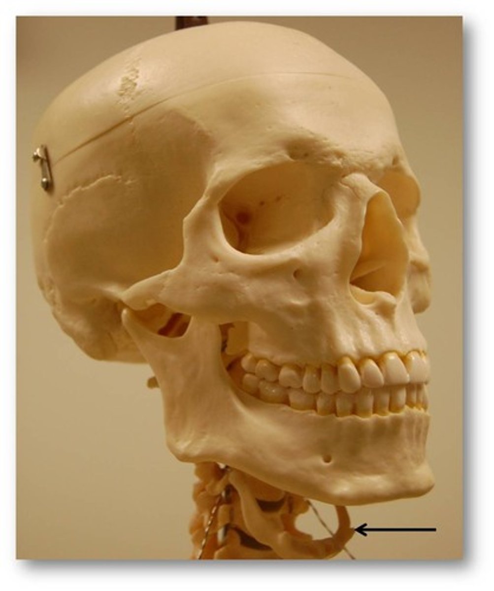 <p>a U-shaped bone in the neck that supports the tongue.</p>
