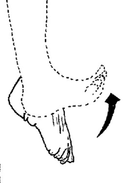 <p>bending of the foot or the toes upward</p>