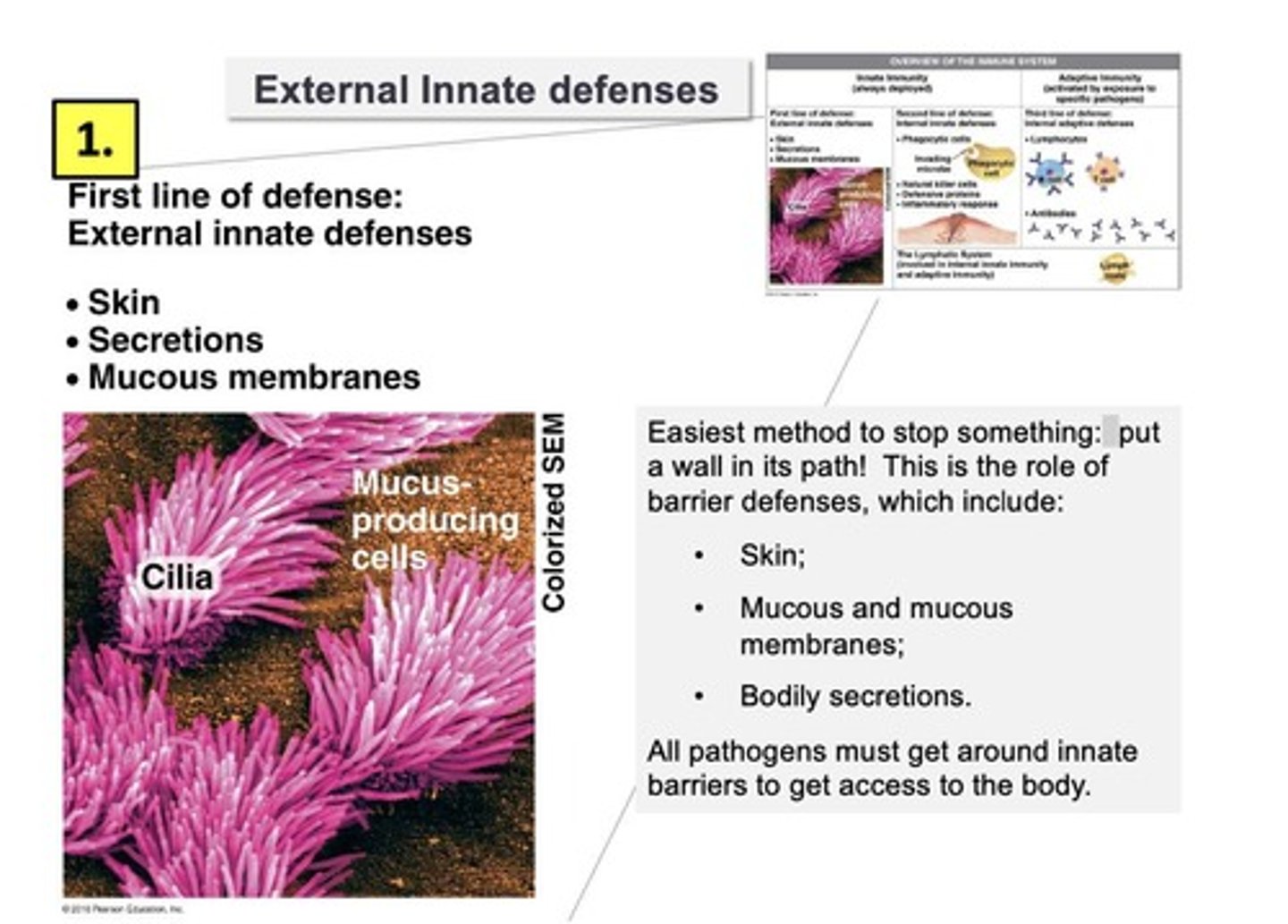 <p>include the skin, mucous, and mucous membranes; processes include phagocytosis and inflammation</p>