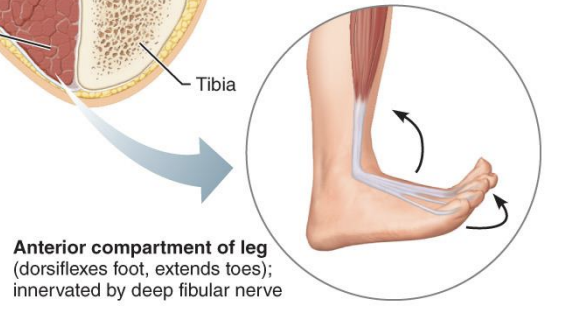 <p><strong>Anterior compartments of the leg</strong></p>