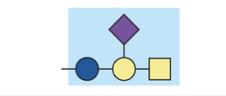 <p>sphingolipid with complex oligosaccharide head group</p>