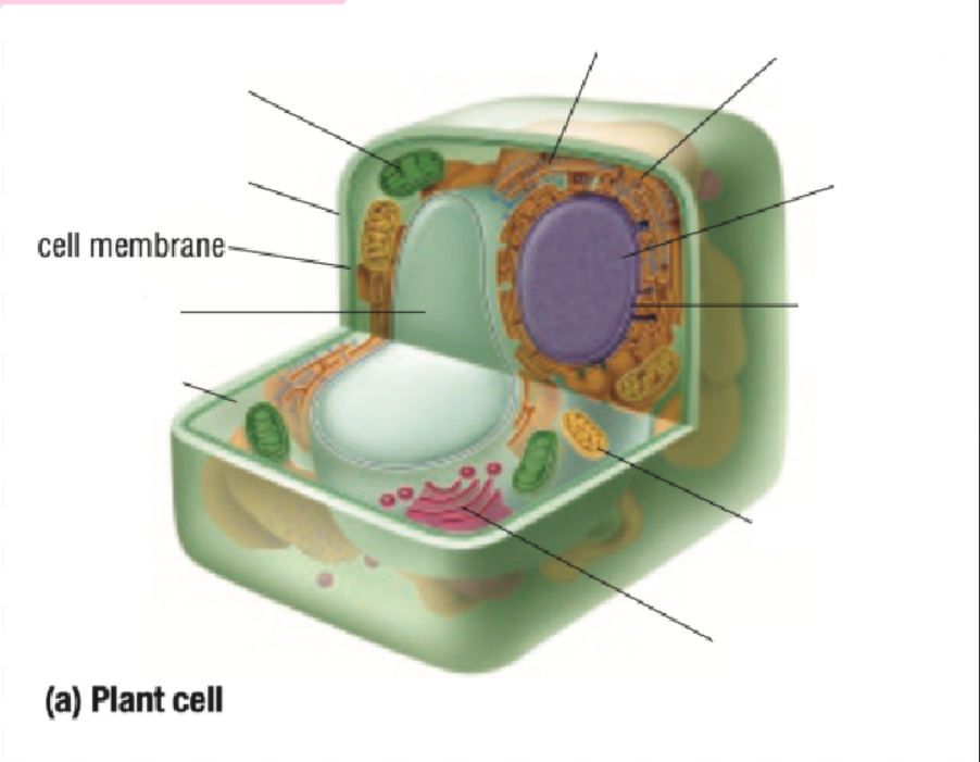 <p>Cell Membrane</p>
