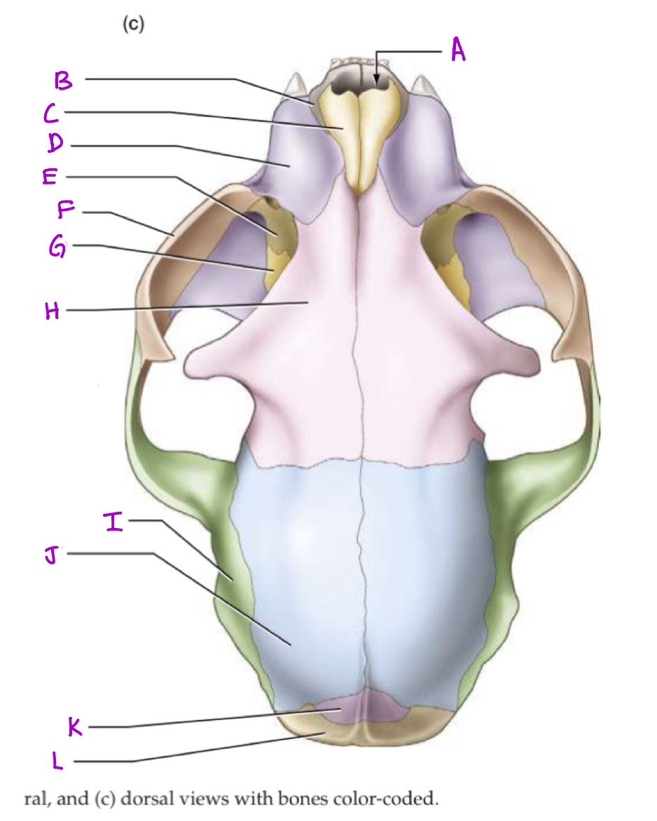 Occipital