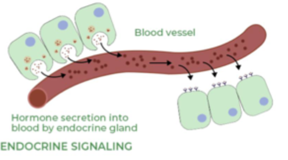 <ul><li><p>Hormoner som signalmolekyler.</p></li><li><p>Frigives til blodbanen og transporteres med blodet rundt.</p></li><li><p>Target er celler der ligger mere fjernt.</p></li><li><p><strong>Eksempel:</strong></p><ul><li><p>Pancreas, sanser at blodsukker er højt, udskiller insulin der virker på mange typer celler.</p></li></ul></li></ul><p></p>