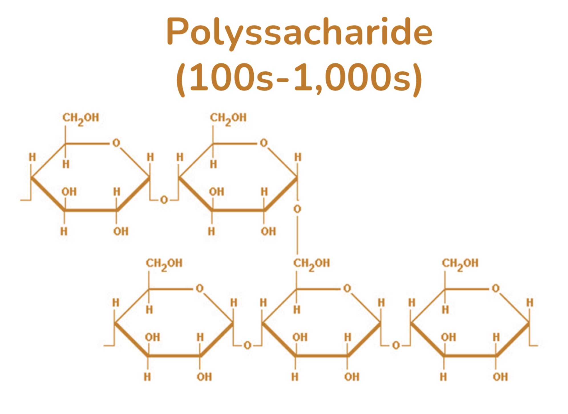<p><strong>Carbohydrates: Starch (poly)</strong></p>