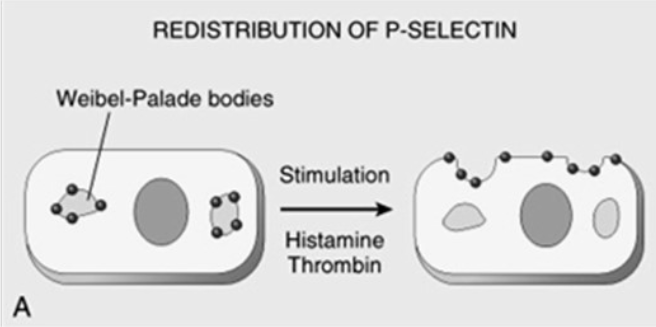 <p>Function of Adhesion Molecule</p><ul><li><p>Redistribution of P selectin to the cell surface<br></p><ul><li><p><span>Weibel-Palade</span> bodies are distributed to the site of injury</p></li><li><p>Caused by</p><ul><li><p><span><strong>[...]</strong></span></p></li><li><p><span><strong>[...]</strong></span></p></li><li><p><span><strong>[...]</strong></span></p></li></ul></li></ul></li></ul><p></p>