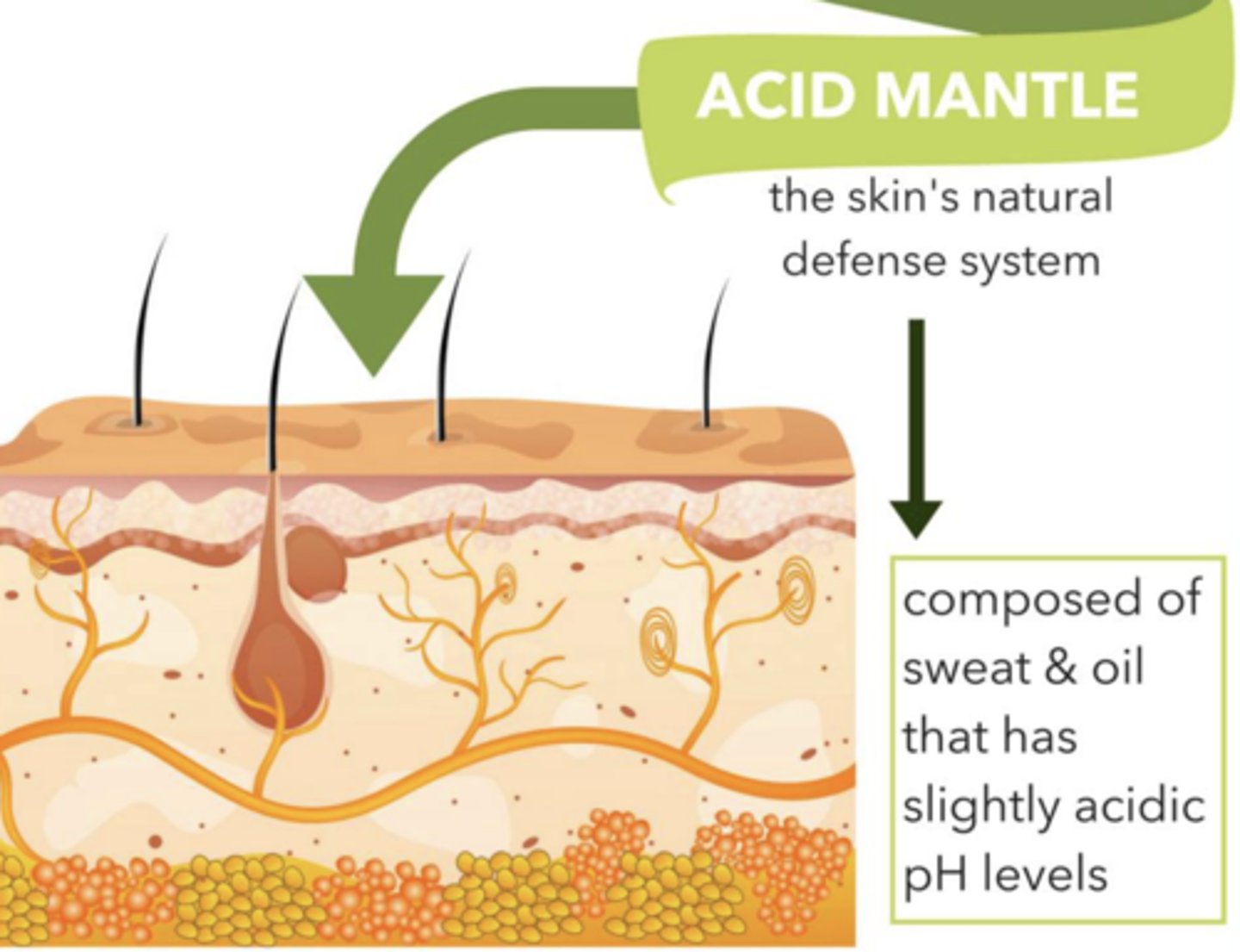 <p>-Combination of sweat's acidic pH and dermicidin on skin to retard microbial growth</p>