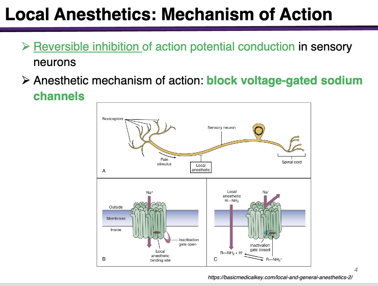 <p>Blocking voltage gated sodium channels Along the axon </p>