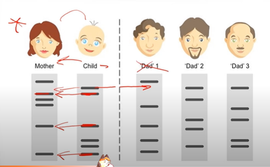 <p><span>To create images of fragment patterns that we can compare! This is especially useful for DNA profiling aka DNA fingerprinting in criminal cases or even paternity cases. In paternity cases, we take DNA samples from the mom, dads, and child, to determine which of the child's DNA bands were inherited from mom, and then determine which of the remaining bands not</span><br><span>inherited from mom correspond to bands that belong to one of the dads.</span></p>